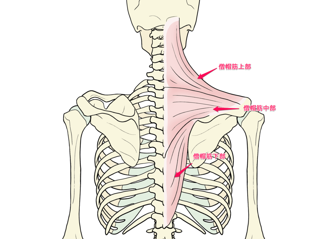 僧帽筋イラスト