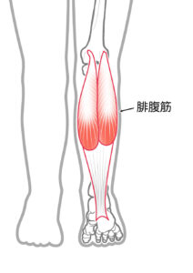 腓腹筋