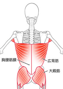 広背筋と胸腰筋膜